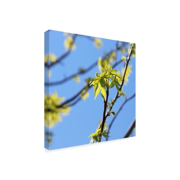 Incredi 'Green Leaves In Sky' Canvas Art,14x14